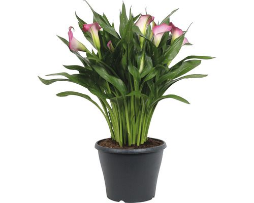 Calla Pflanze in einem Topf