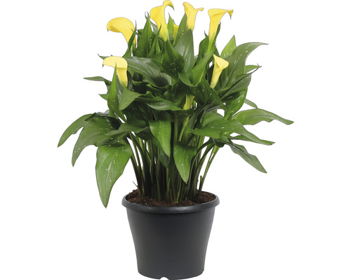 Calla Pflanze mit gelben Blüten im Topf