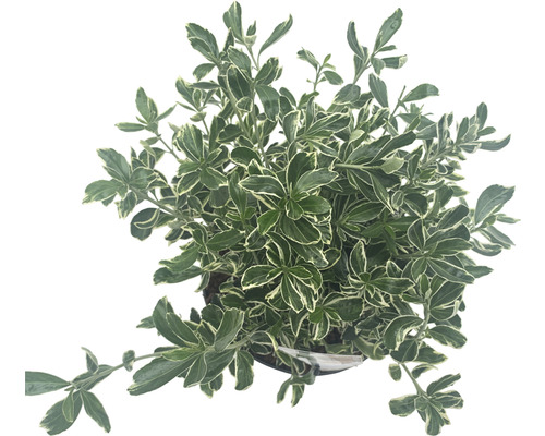 Fusain du Japon à petites feuilles «Susan» FloraSelf Euonymus japonicus «Susan» H 25-30 cm pot 5 l touffu