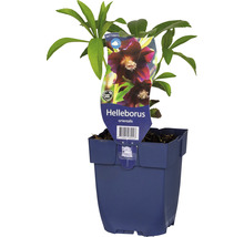 Orientalische Lenzrose im Topf