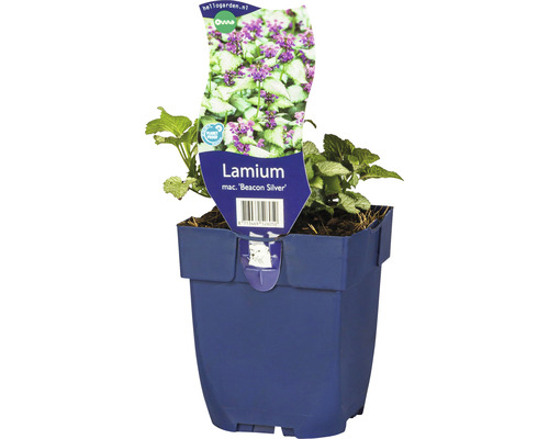 Lamier tacheté FloraSelf Lamium maculatum 'Beacon Silver' h 5-20 cm Co 0,5 l