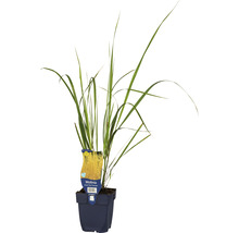 Molinie FloraSelf Molinia arundinacea 'Karl Foerster' h 5-80 cm Co 0,5 l