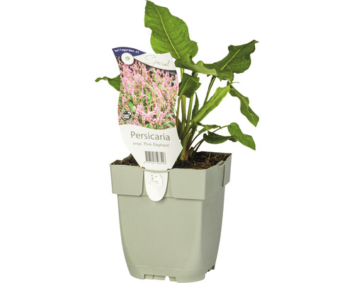 6 x persicaire Persicaria/Bistorta amplexicaulis « Pink Elephant » h 10-40 cm Co 0,5 L
