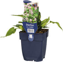 Stachys monieri ''Griffioen'' im Topf