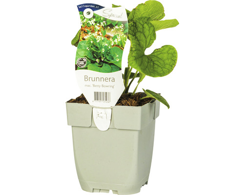 Kaukasusvergissmeinnicht FloraSelf Brunnera macrophylla 'Betty Bowring' H 5-40 cm Co 0,5 L (6 Stk.)