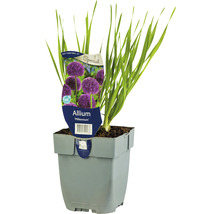Allium Millennium Zierlauch im Topf