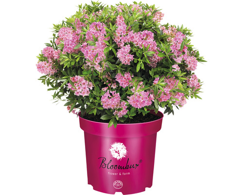 Buis alternative au Rhododendron nain Bloombux® Magenta Rhododendron micranthum 'Bloombux' ® h 15-20 cm Co 2 l