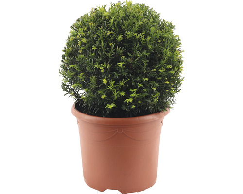 Eibe Kugel FloraSelf Taxus baccata Ø ca. 32 cm Co 7,5 L