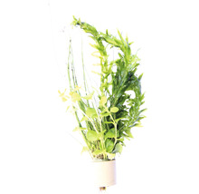 Kaltwasser-Mix Wasserpest, Regenschirmsimse, Pfennigkraut - Egeria, Eleocharis, Lysimachia