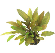 Wasserkelch walkeri legroi - Cryptocoryne walkeri var, legroi