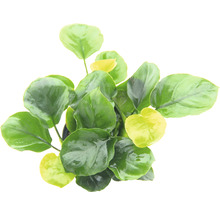 Speerblatt Coin Leaf - Anubias barteri Coin Leaf