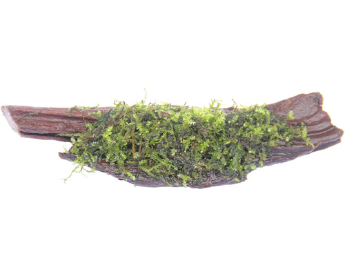Mooswurzel - Vesicularia