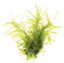 Taiwanmoos - Taxiphyllum alternans Taiwan
