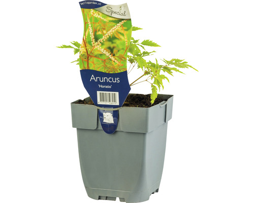 Barbe-de-bouc FloraSelf Aruncus aethusifolius 'Horatio' H 5-30 cm Co 0,5 l (6 pces) Aruncus Horatio en pot