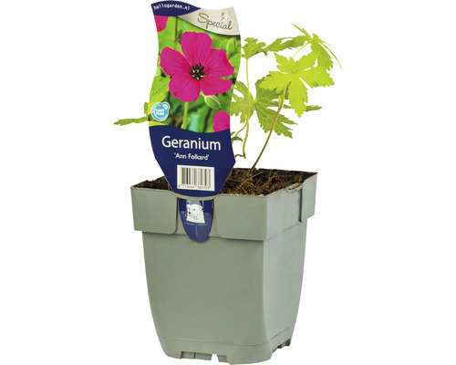 Géranium FloraSelf Geranium Hybride 'Ann Folkard' h 5-30 cm Co 0,5 l