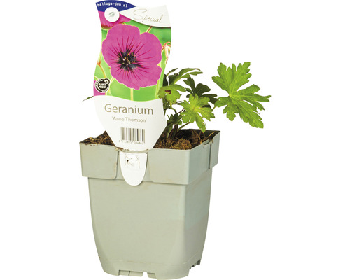 Storchschnabel FloraSelf Geranium Hybride 'Anne Thomson' H 5-10 cm Co 0,5 L