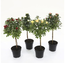 Quatre rosiers en pot avec des fleurs rouges, blanches, jaunes et roses
