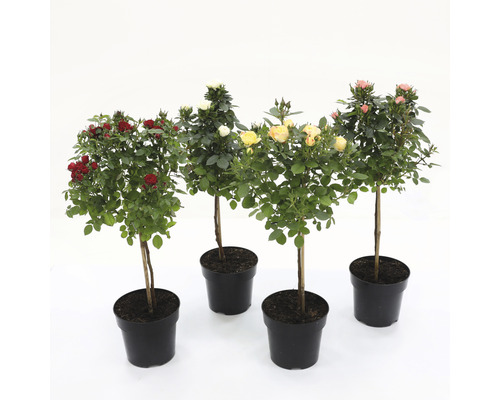 Quatre rosiers en pot avec des fleurs rouges, blanches, jaunes et roses