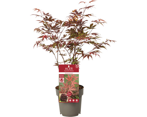 Érable rouge palmé Acer palmatum 'Atropurpureum' H 30-40 cm p 15 cm