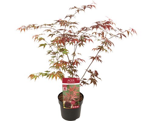 Japanischer Ahorn im Topf