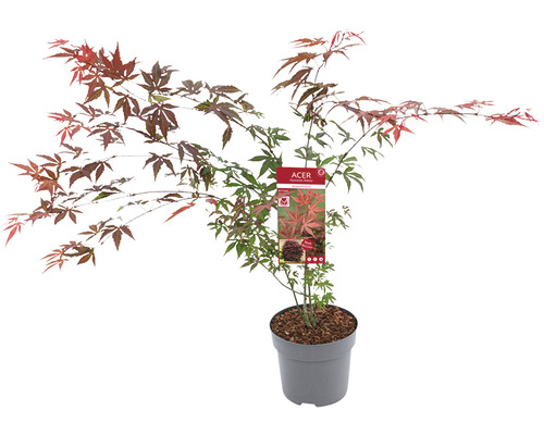 Japanischer Ahorn im Topf
