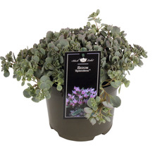 Orpin Sedum Splendens en pot