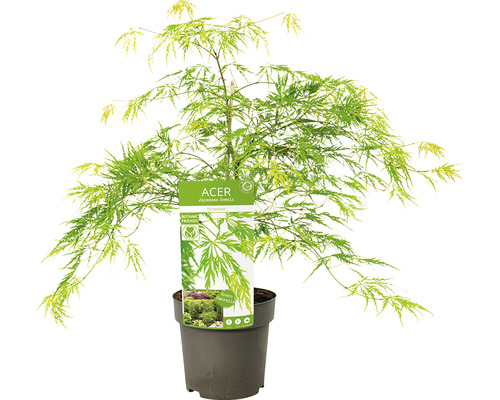 Japanischer Ahorn im Topf
