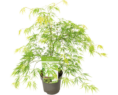 Grüner Schlitzahorn Acer palmatum 'Dissectum' H 50-60 Co 3 L