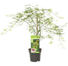 Érable du Japon vert Acer palmatum 'Emerald Lace' H 50-60 Co 3 l-thumb-4