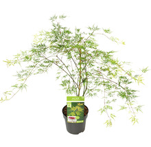 Érable du Japon vert Acer palmatum 'Emerald Lace' H 50-60 Co 3 l-thumb-3