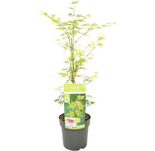 Érable du Japon vert Acer palmatum 'Emerald Lace' H 50-60 Co 3 l-thumb-5