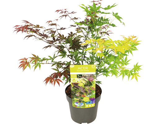 Érable japonais en pot