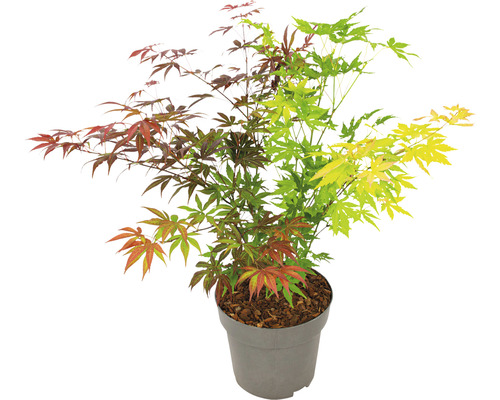 Érable japonais en pot