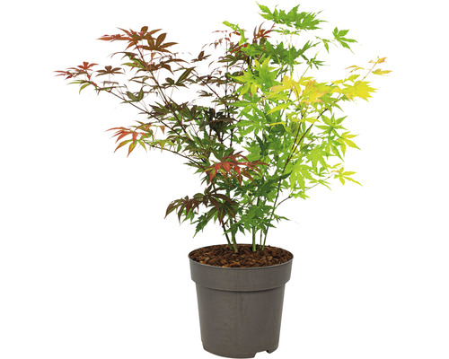 Érable japonais en pot