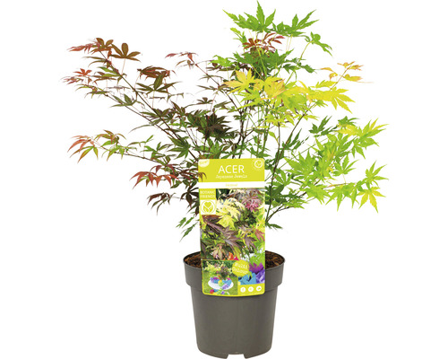 Érable japonais en pot
