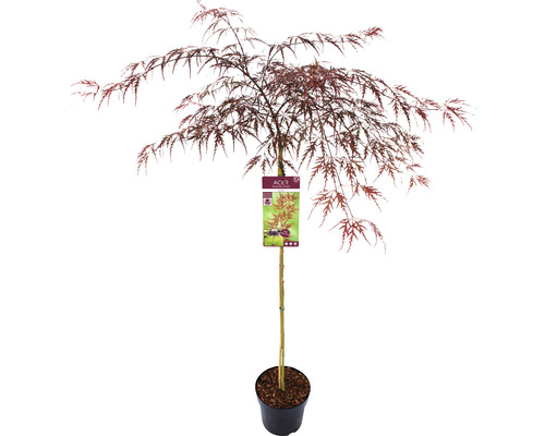 Japanischer Ahorn im Topf