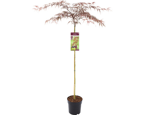 Japanischer Ahornbaum im Topf