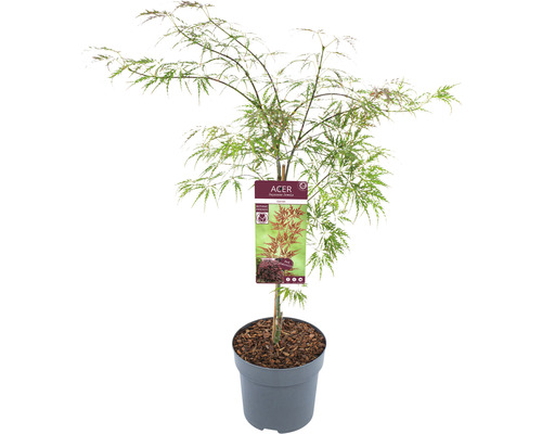 Érable du Japon rouge foncé Acer palmatum 'Garnet' H 60-80 cm Co 6,5 l
