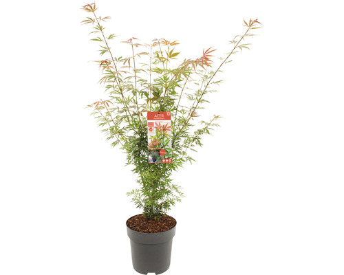 Japanischer Ahorn im Topf