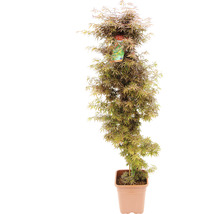 Érable palmé Acer palmatum 'Jerre Schwartz' H 130-140 cm Co 14 l-thumb-1
