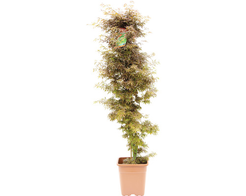 Érable palmé Acer palmatum 'Jerre Schwartz' H 130-140 cm Co 14 l