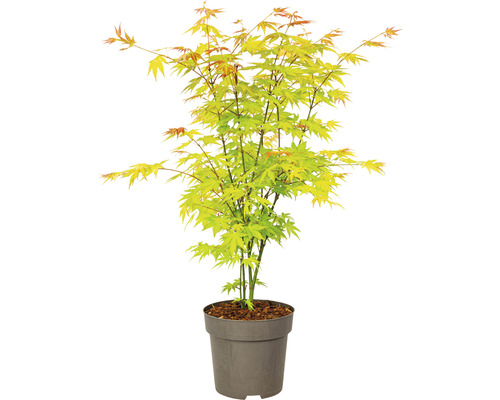 Japanischer Ahorn im Topf