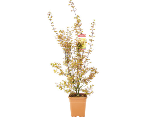 Japanischer Ahorn im Topf