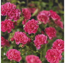 Gros plan de petites roses de jardin en fleurs