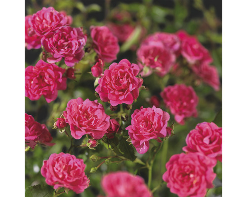 Gros plan de petites roses de jardin en fleurs
