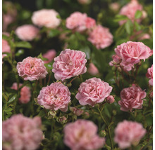 Gros plan de rosiers de parterre roses dans le jardin