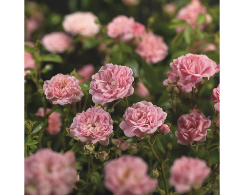Gros plan de rosiers de parterre roses dans le jardin