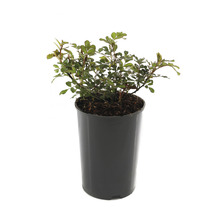 Rose en pot