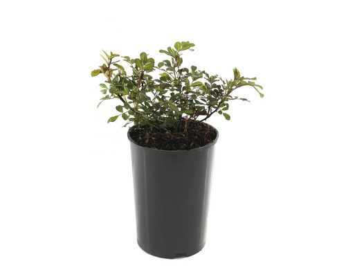Rose en pot