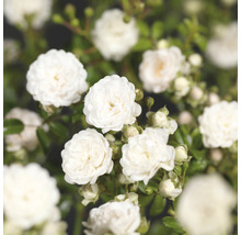 Gros plan sur des fleurs de roses blanches